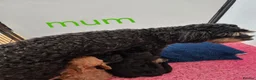 Cavapoo dogs for sale: Complete Dna HEALTH Tested parents cavapoo puppies - Advert 4