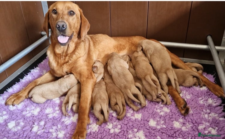 Labrador Retriever dogs - Advert 3