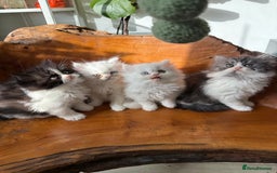 Persian cats for sale: BeautifulPersian Kittens - Image 5