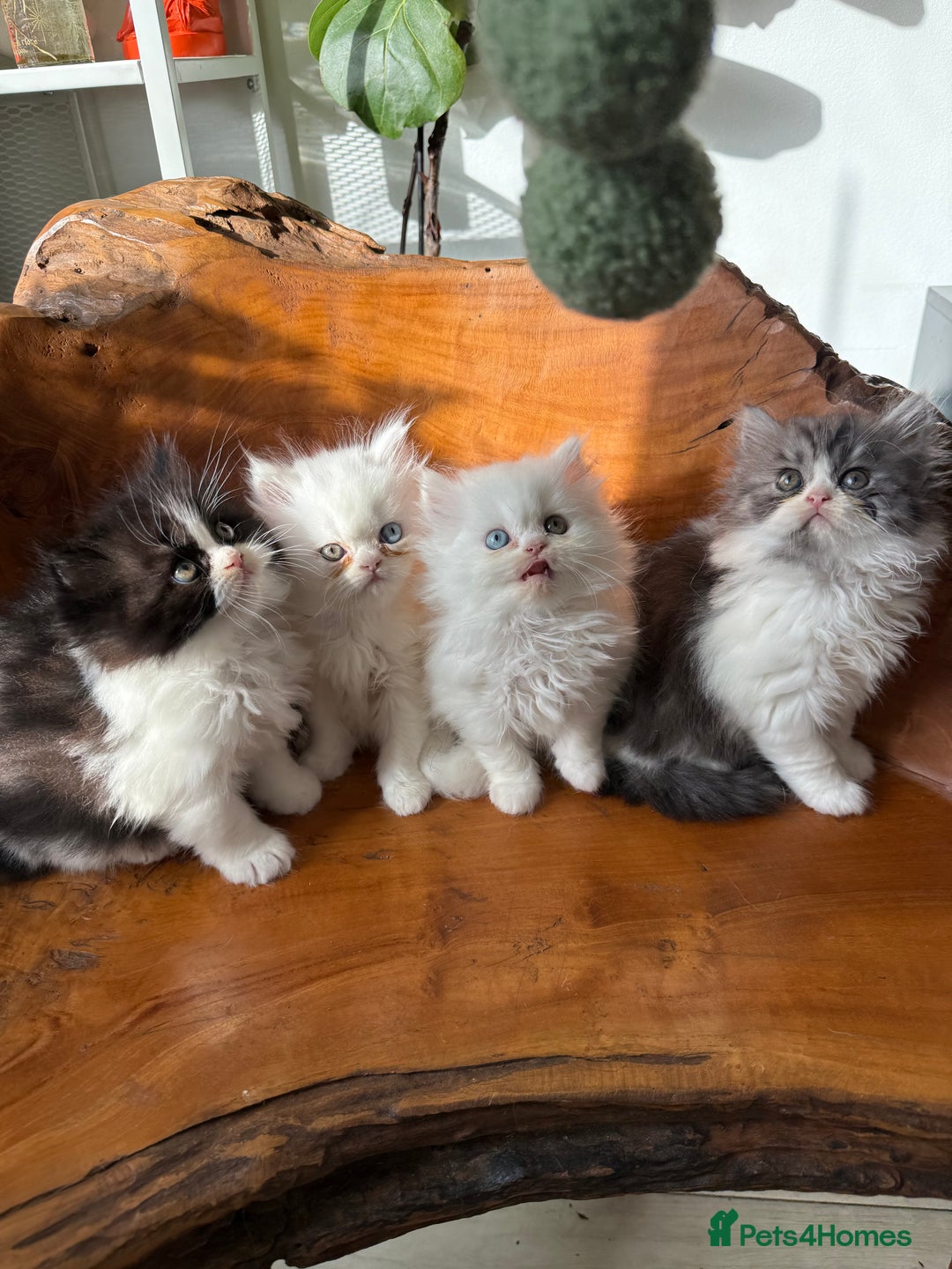 Persian cats for sale: BeautifulPersian Kittens - Image 5