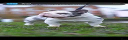 French Bulldog dogs for stud: Frenchie bulldog stud ICE ❄️ - Advert 3