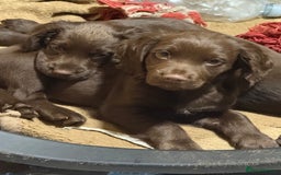 Cocker Spaniel dogs for sale: K.C. Well bred chocolate working cocker spaniels - Image 9