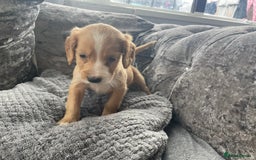 Cocker Spaniel dogs for sale: Cocker spaniel pups - Image 12