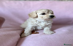 Labradoodle dogs for sale: Last three F1BB mini/toy labradoodle puppies  - Image 20