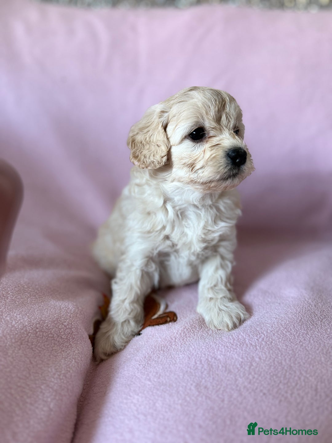 Labradoodle dogs for sale: Last three F1BB mini/toy labradoodle puppies  - Image 20