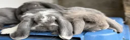 French Lop rabbits for sale: Stunning French lop babies  - Advert 4