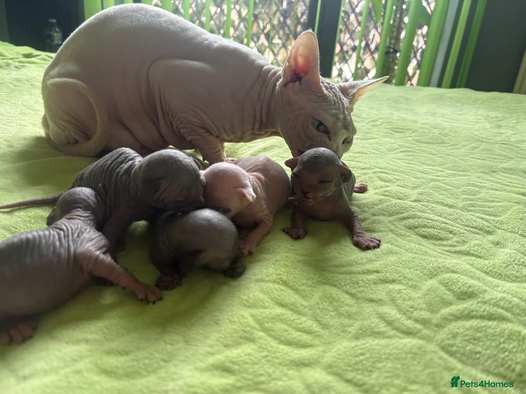 Sphynx cats for sale: Beautiful sphynx kittens for sale🥹 - Advert 8