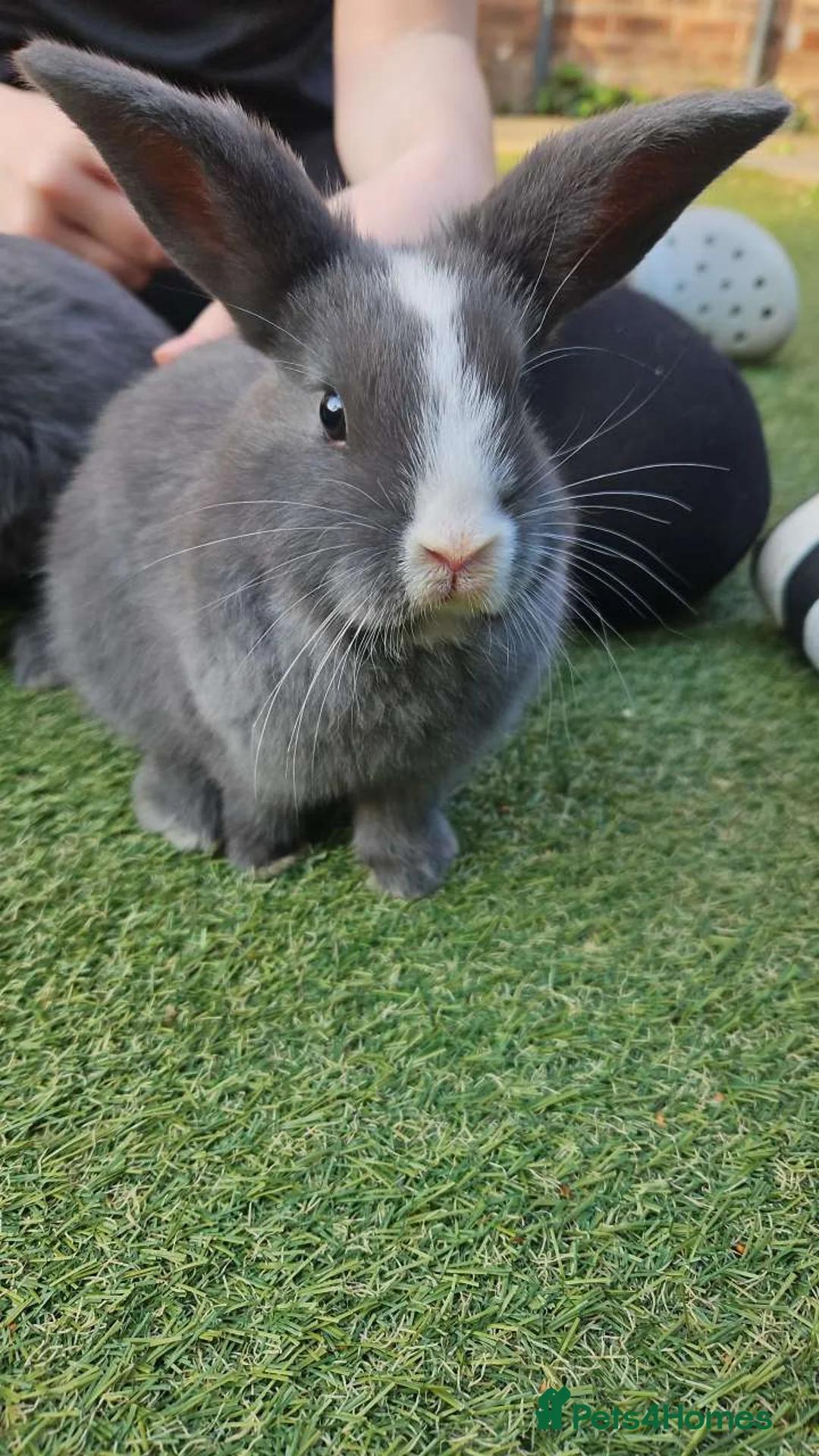 Mini Lop rabbits for sale: 2 female mini lop sister's with hutch - Advert 2