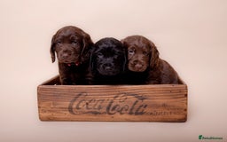 Cockerdor dogs for sale: Cockador Puppies - Image 11