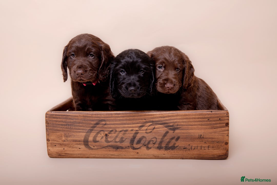 Cockerdor dogs for sale: Cockador Puppies - Image 11