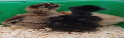 Chickens poultry for sale: Silkie chicks, hatching eggs & cockerels available - Advert 4