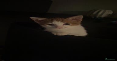 British Shorthair cats - Advert 6