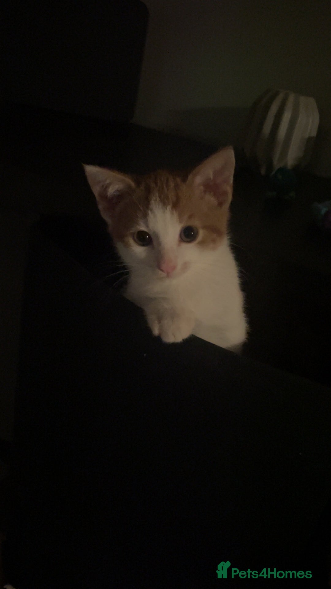 British Shorthair cats for sale: 2 male kittens remaining  - Image 2