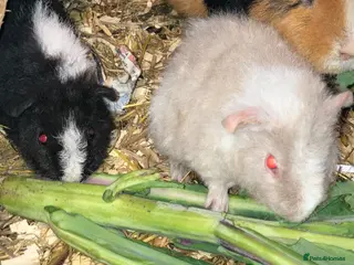 Guinea Pig rodents Pure bred Teddy boys/boars/males - Advert 12