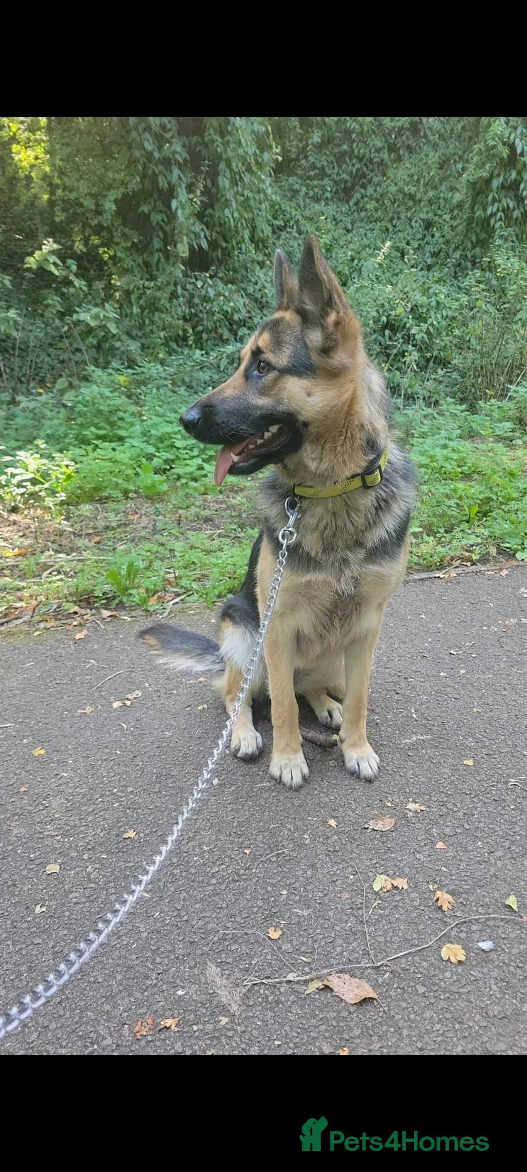 German Shepherd dogs for sale: Loving home wanted for Vivi - German Shepherd  - Advert 2