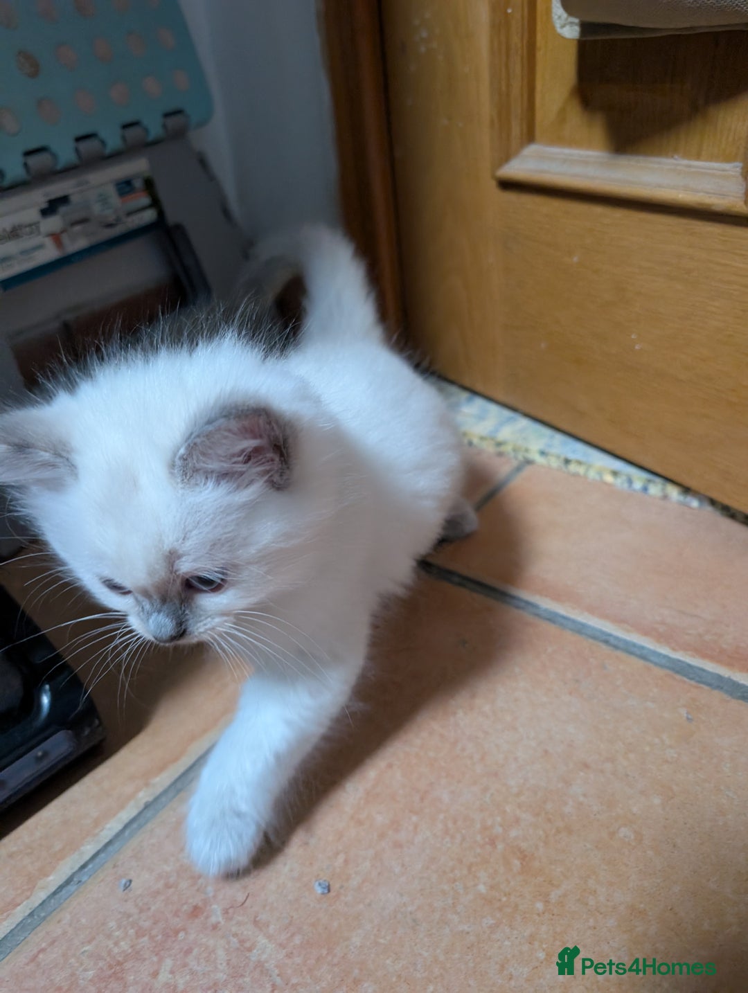 Ragdoll cats for sale: Gorgeous GCCF Registered Ragdoll Kittens Available - Image 10