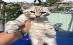Savannah cats for sale: Superb snow leopard boys - Image 10