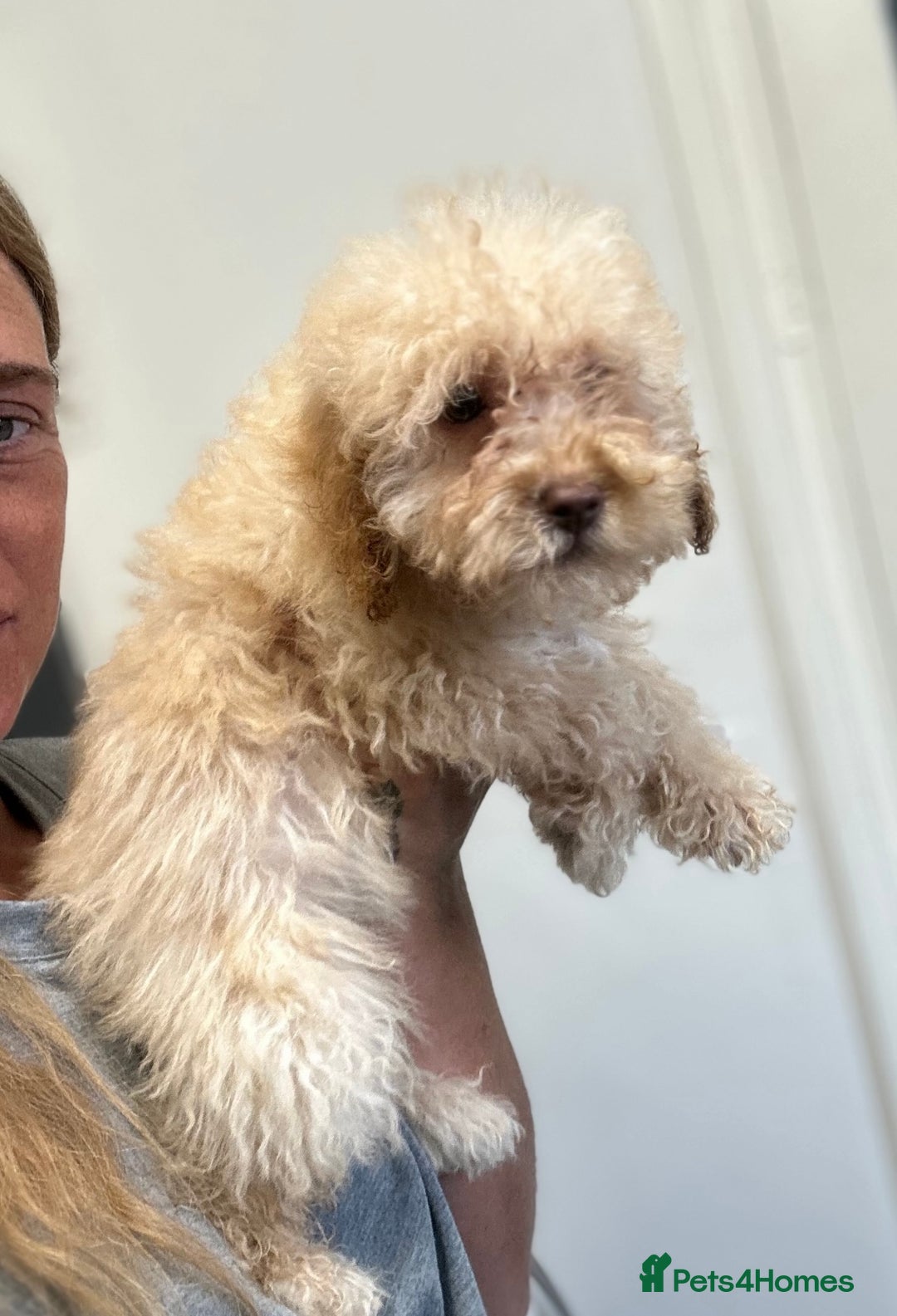 Cavapoo dogs for sale: Adorable Cavapoos looking for family homes - Image 8