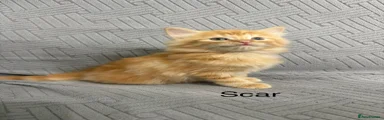 Scar