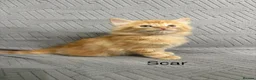 Mixed Breed cats for sale: fluffy kittens looking for their forever home  - Advert 11