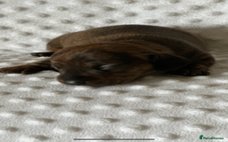 Miniature Dachshund dogs for sale: Champion  lines brindle / dapple mini daschund  - Image 9