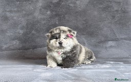 Chow Chow dogs for sale: Exotic colour pure chow chow puppies for sale - Image 3