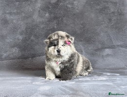 Chow Chow dogs - Advert 5