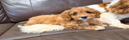 Cavapoo dogs for sale: Exceptional F1 Toy Cavapoos-Health Tested Parents - Advert 4