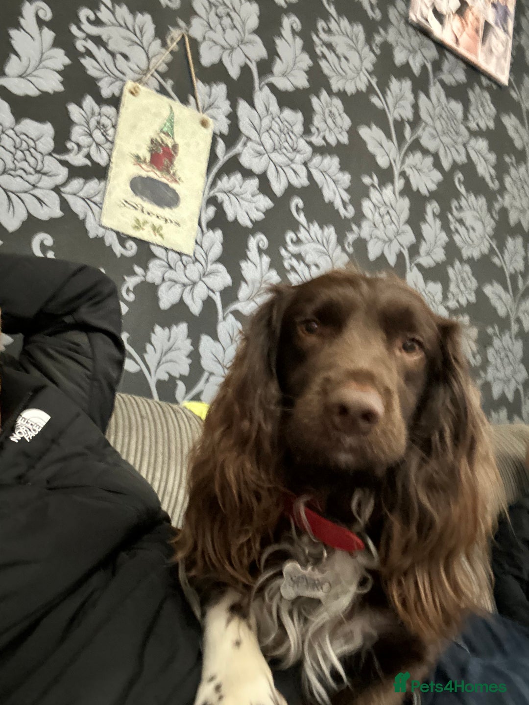 Sprocker dogs for sale: Spyro the Sprocker - Image 6
