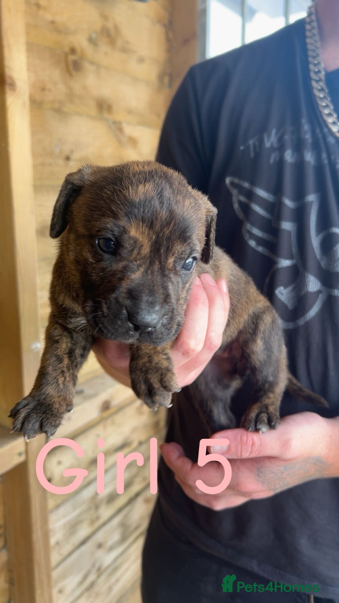 Presa Canario dogs for sale: Presa Canario  - Image 11