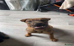 Mixed Breed dogs for sale: Rehoming male and female - Image 2