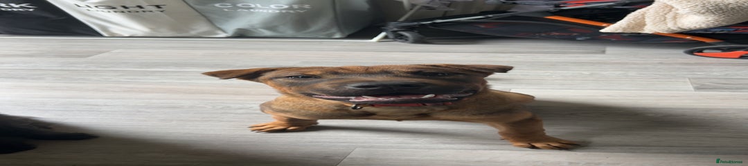 Sharpei cross Belgian Malinois 