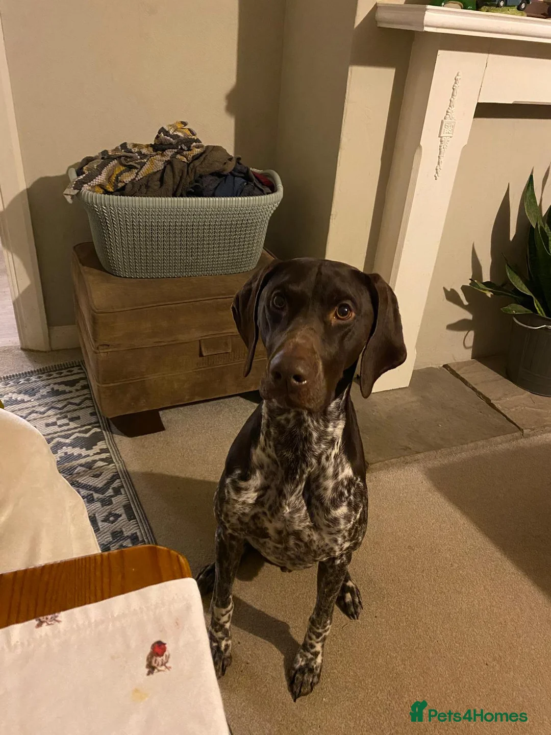 German Shorthaired Pointer dogs for stud: KC registered GSP for stud - Advert 4