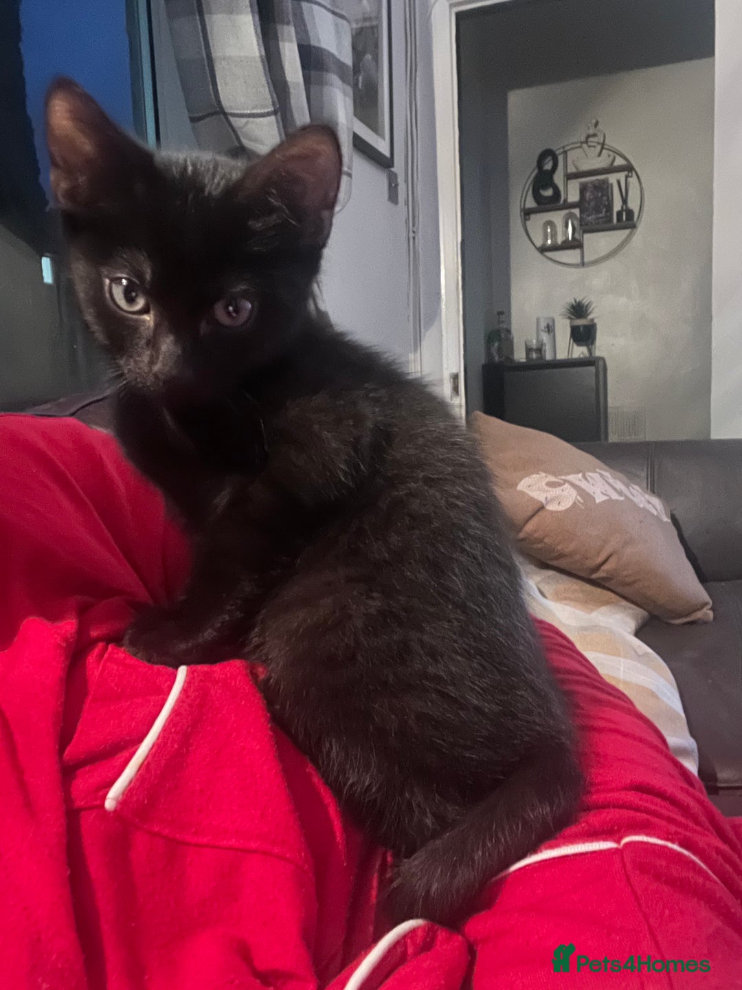 Domestic Shorthair cats for sale: 1 beautiful black kitten  - Advert 15