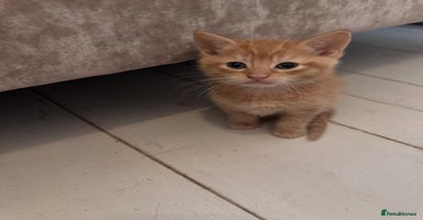 British Longhair cats 2 Ginger Males and one Torty/tabby girl - Advert 12