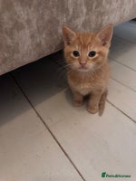 British Longhair cats 2 Ginger Males and one Torty/tabby girl - Advert 4