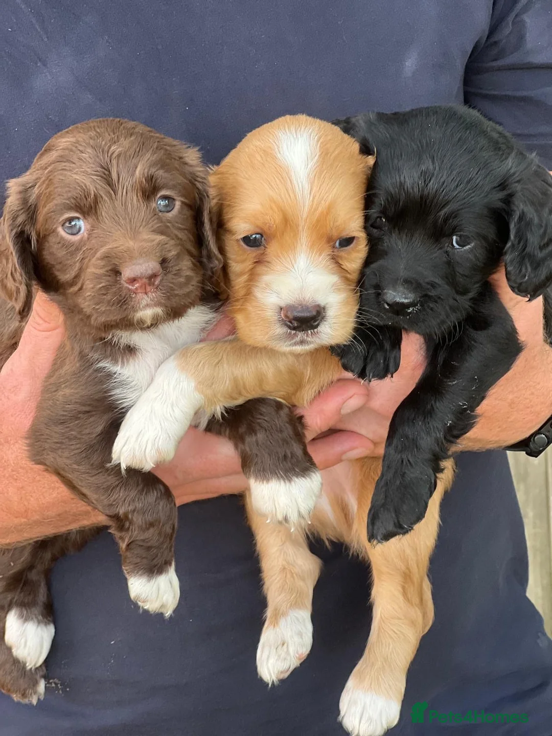 Cocker Spaniel dogs for sale: KC registered Working Cocker Spaniels - Advert 1