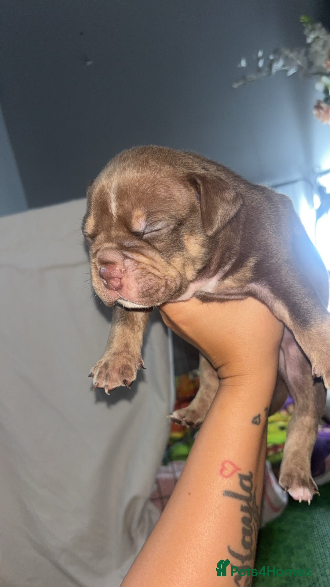 American Bully dogs American micro bully’s  - Advert 2