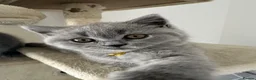 British Shorthair cats for sale: BSH kitten girls pedigree champion line - Advert 8