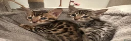 Bengal cats for sale: Bengal X Savannah kittens  in Feltham - Advert 7
