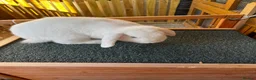 Mini Lop rabbits for sale: 🤍 Beautiful White Male English Lop Bunny 🤍 in Gloucester - Advert 7