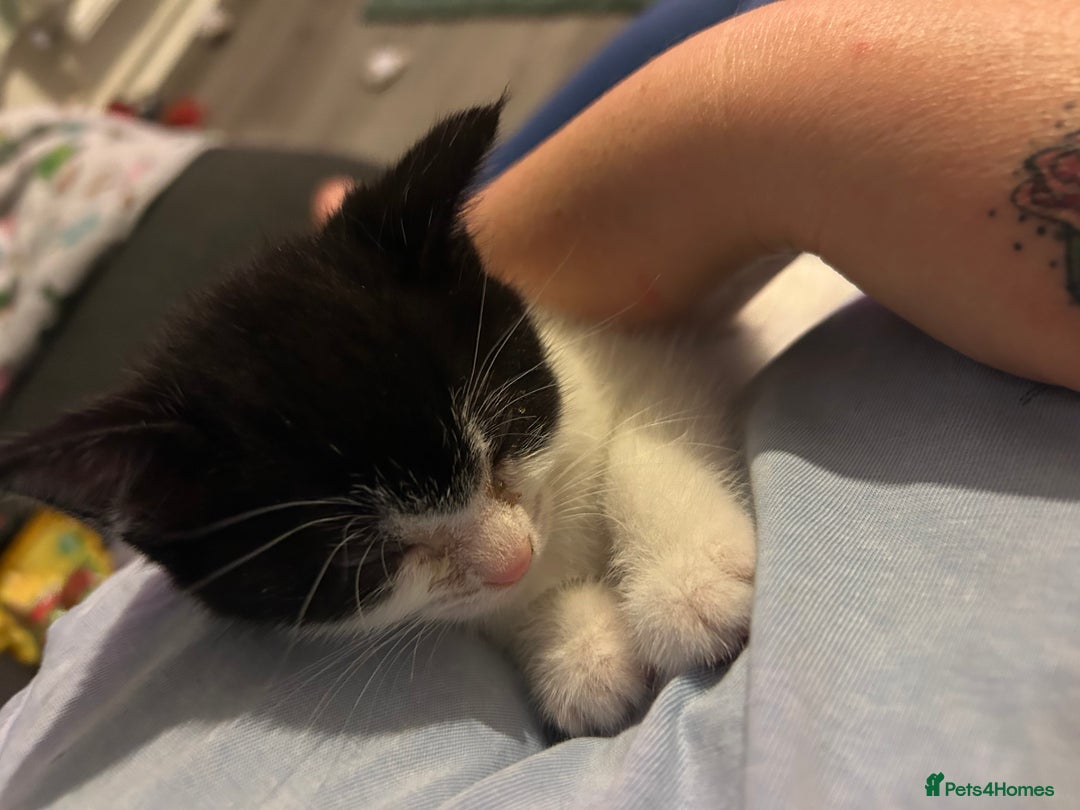 Mixed Breed cats for sale: Kitten for sale - Image 11
