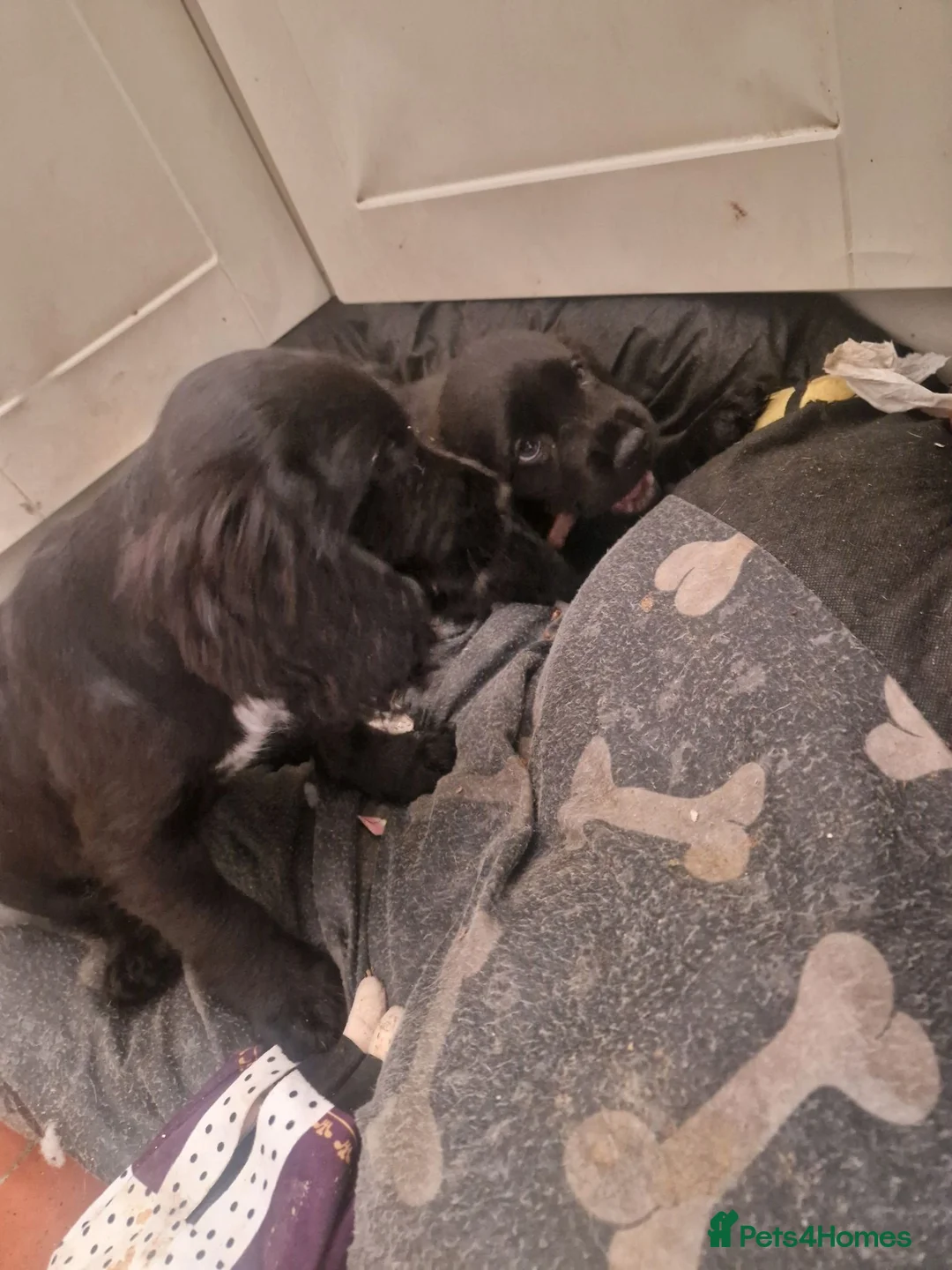 Cockerdor dogs for sale: Here is our last beautiful girl  - Advert 2