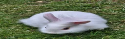 Mixed Breed rabbits for sale: Mixed Dutch and Lionhead Breed in Northolt - Advert 4