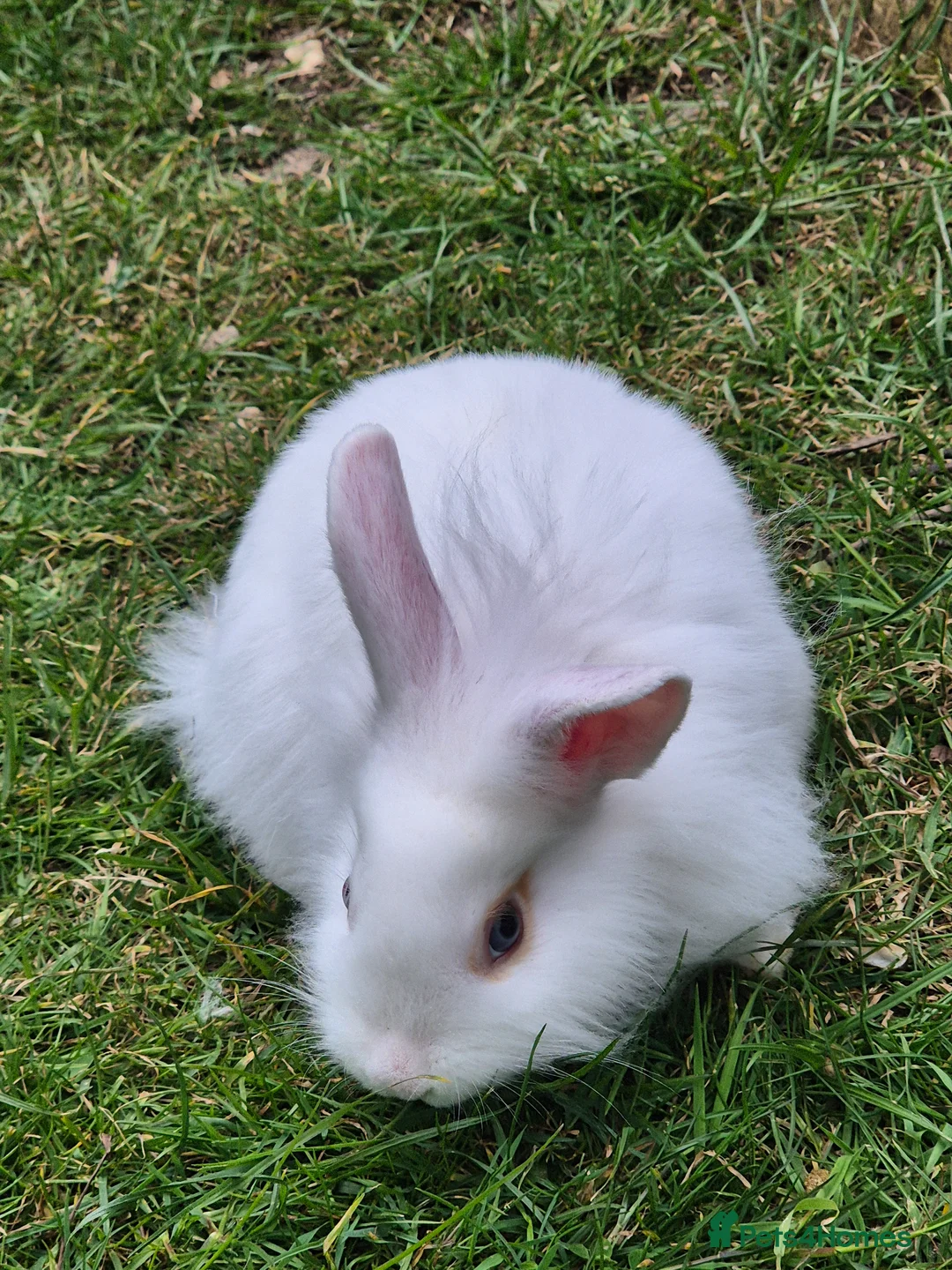 Mixed Breed rabbits for sale: Mixed Dutch and Lionhead Breed in Northolt - Advert 4
