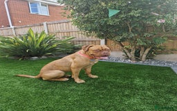 Dogue De Bordeaux dogs for sale: Dogue de bordeaux  - Image 1