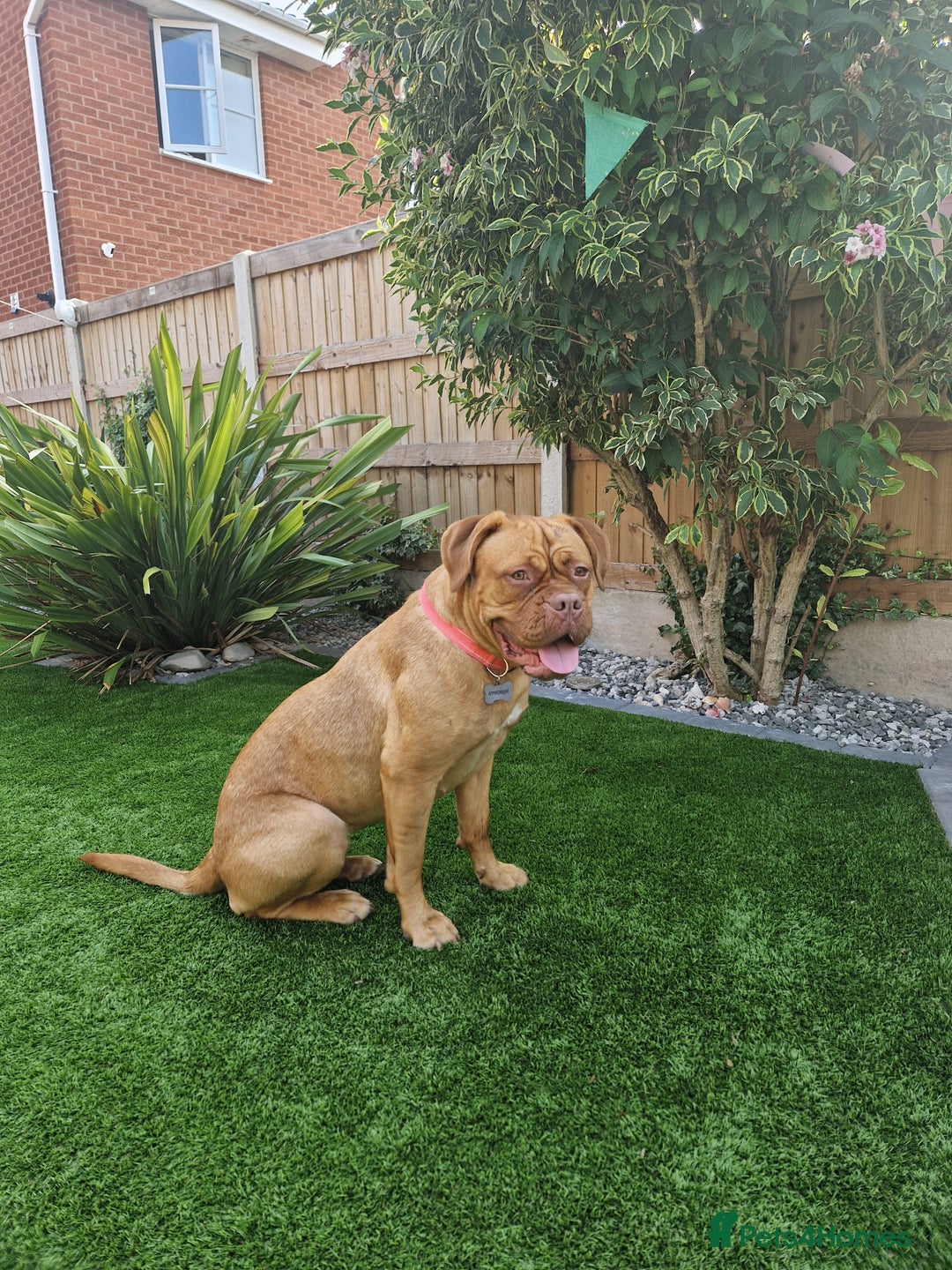 Dogue De Bordeaux dogs for sale: Dogue de bordeaux  - Image 1