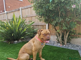 Dogue De Bordeaux dogs - Advert 6