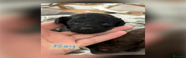 Cockapoo 1
