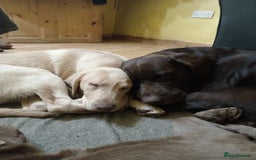 Labrador Retriever dogs for sale: Special home needed for a beautiful old boy  - Image 2